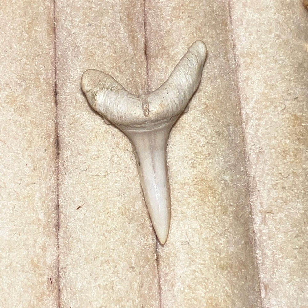 Extinct Sand Tiger Species Tooth